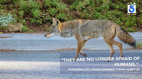 Pasadena grapples with 'exploding' coyote population